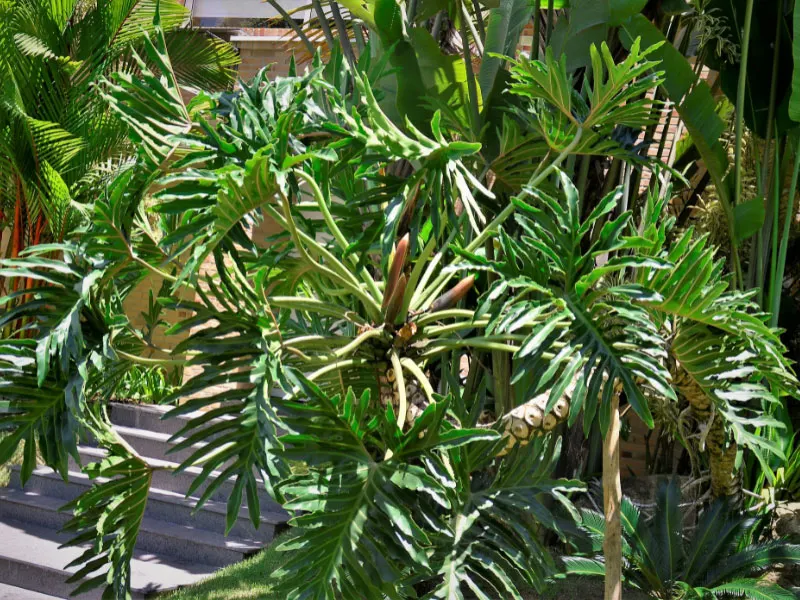 large-plants-for-living-room-tree-philodendron