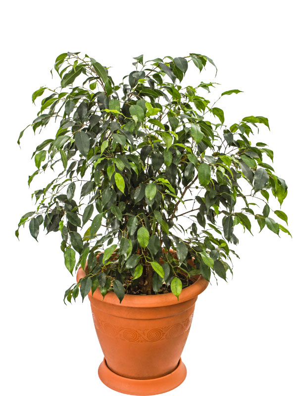 large-plants-for-living-room-weeping-fig