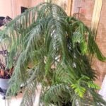 norfolk-island-pine-1200x1200