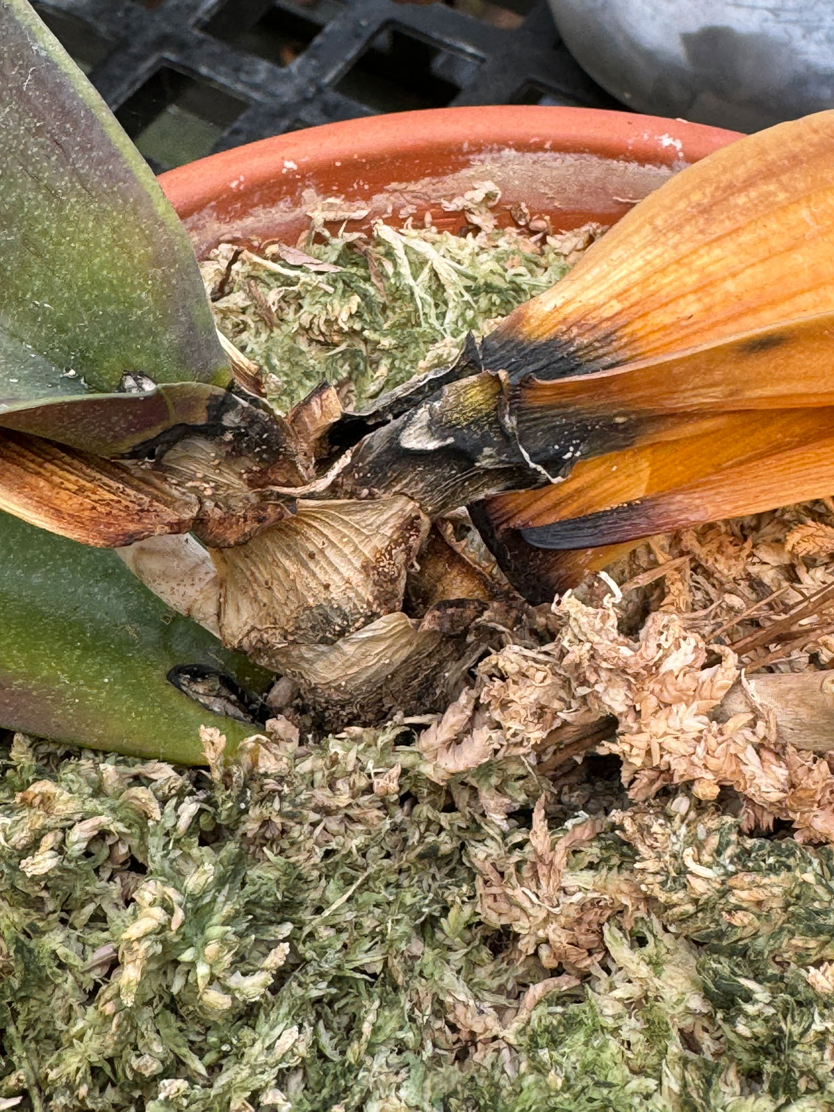 orchid-crown-rot