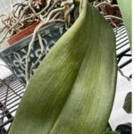 orchid-leaves-falling-1200x1200