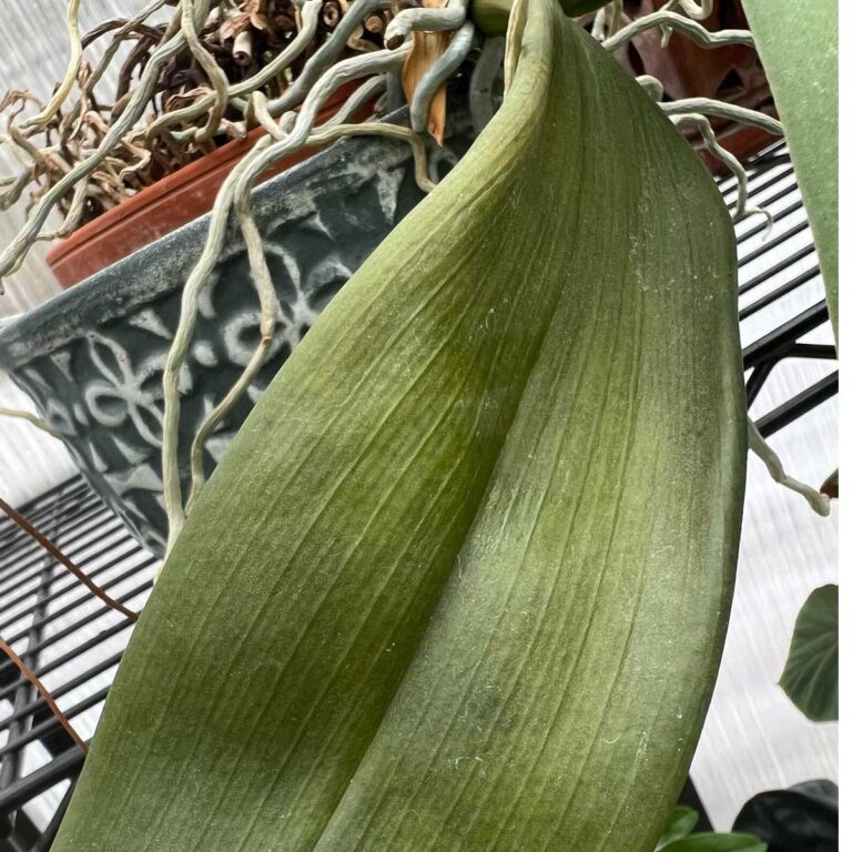 Orchid Leaves Falling Off? Here Are 9 Common Reasons Why