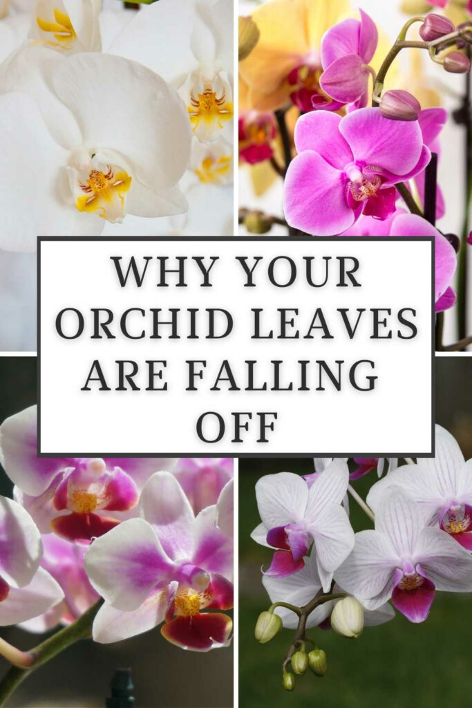 las hojas de las orquideas se caen
