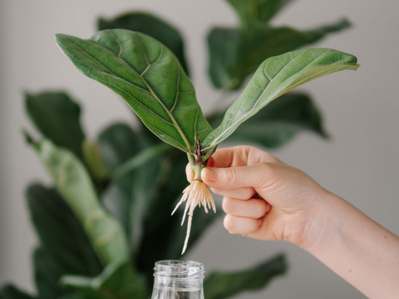 Propagación Fiddle Leaf Fig en agua