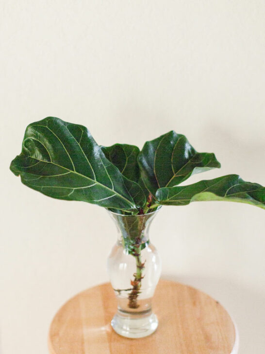 How to Propagate Fiddle Leaf Fig in Water 3 EASY Steps