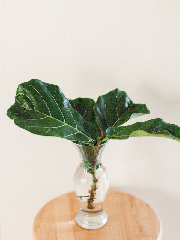 Propagación Fiddle Leaf Fig en agua