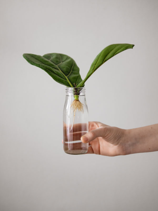 propagate-fiddle-leaf-fig-in-water