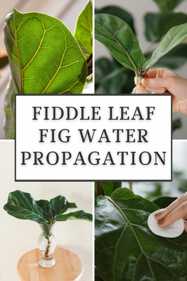 How to Propagate Fiddle Leaf Fig in Water 3 EASY Steps