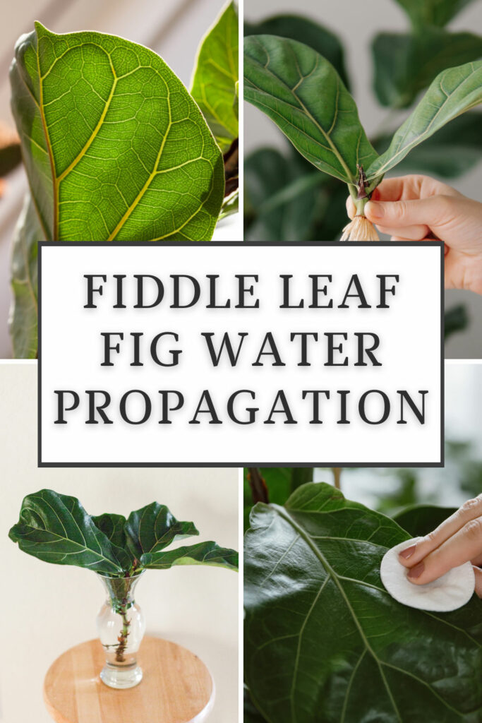 Propagación Fiddle Leaf Fig en agua