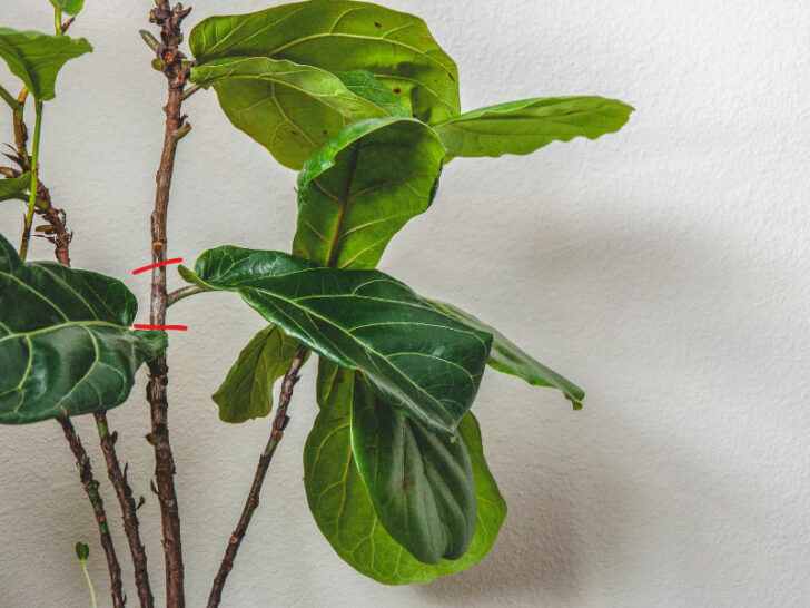 How to Propagate Fiddle Leaf Fig in Water 3 EASY Steps