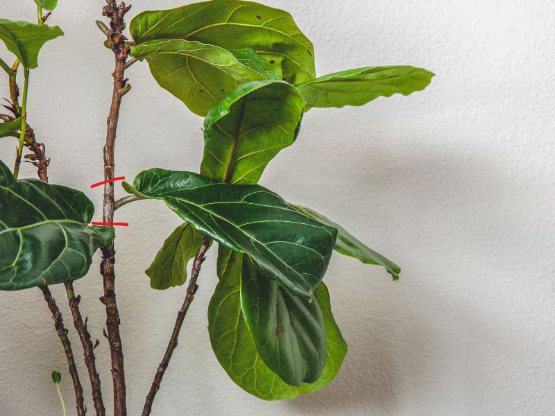 Propagación Fiddle Leaf Fig en agua