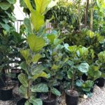 Best Soil for Fiddle Leaf Fig: 3 Top Blends to Use propagate-fiddle-leaf-fig-in-water
