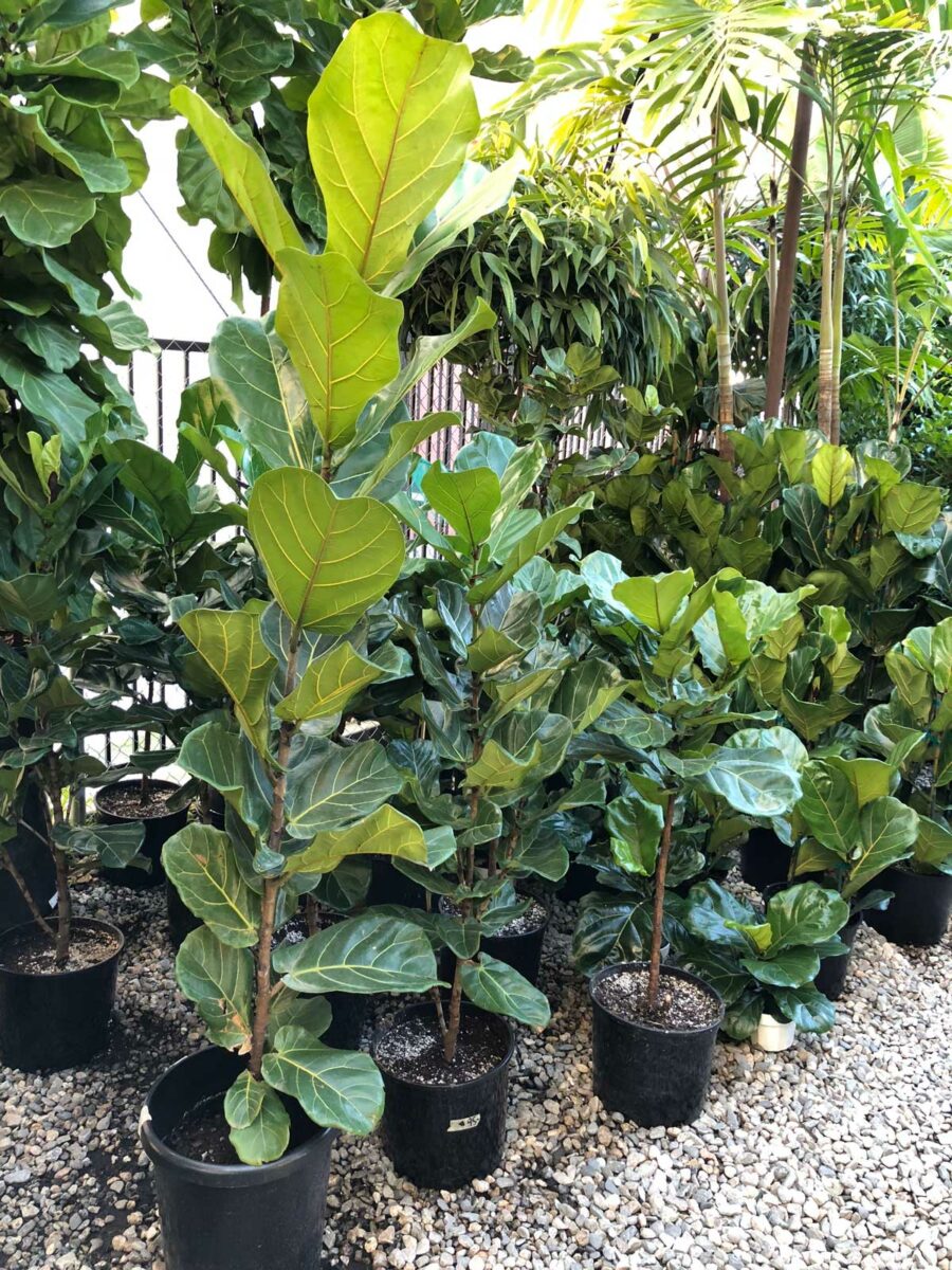 Best Soil for Fiddle Leaf Fig 3 Top Blends to Use