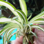 spider-plants-in-water-1200x1200