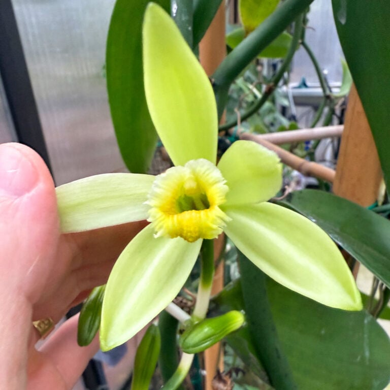 How to Grow Vanilla Orchid Indoors: 10 Fun Facts