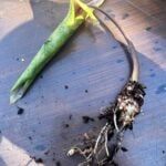 3 Simple Steps to Save a Rotting Alocasia Plant alocasia-root-rot