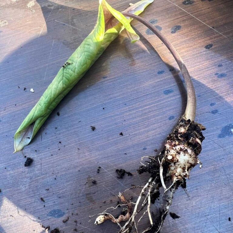 3 Simple Steps to Save a Rotting Alocasia Plant