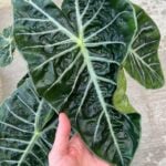 alocasia-soil-1200x1200