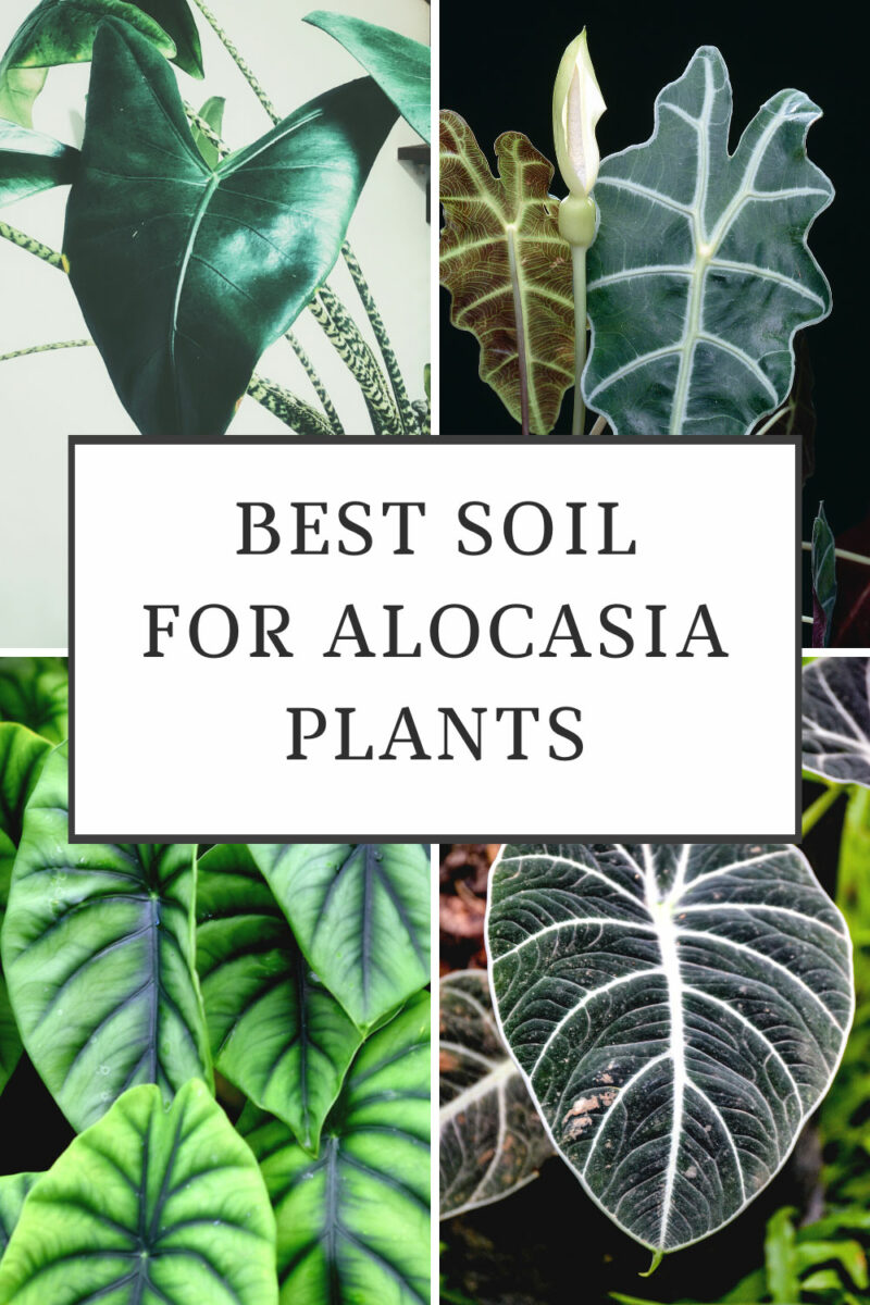 Best Soil for Alocasia 3 Amazing Blends to Use