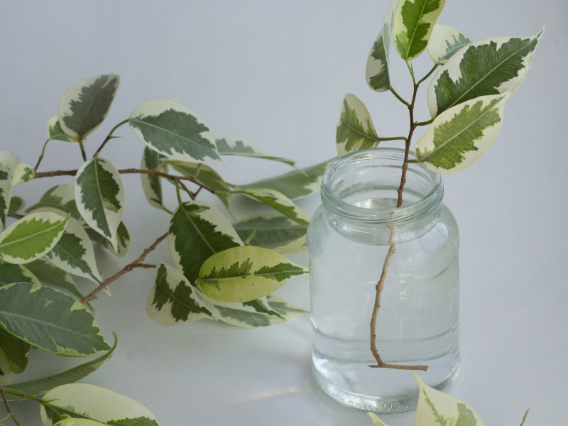 Propagación de Ficus Benjamina