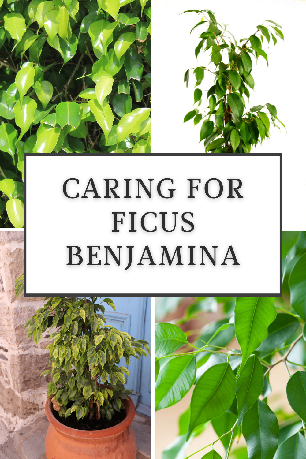 Cuidado de los ficus benjamina