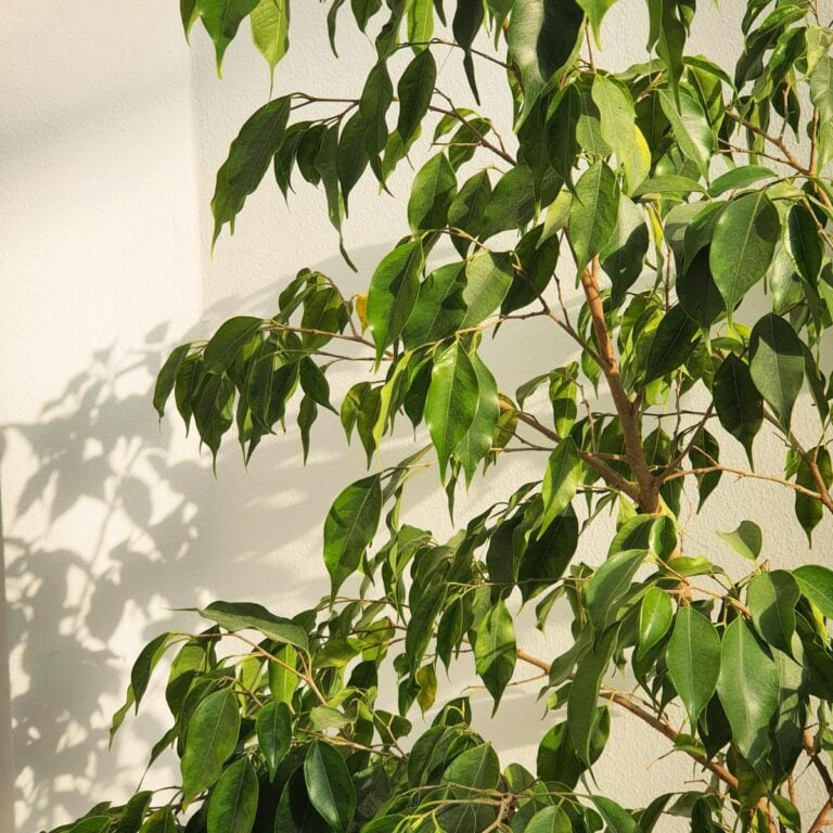 Ficus benjamina: 7 Crucial Care Tips for Weeping Fig