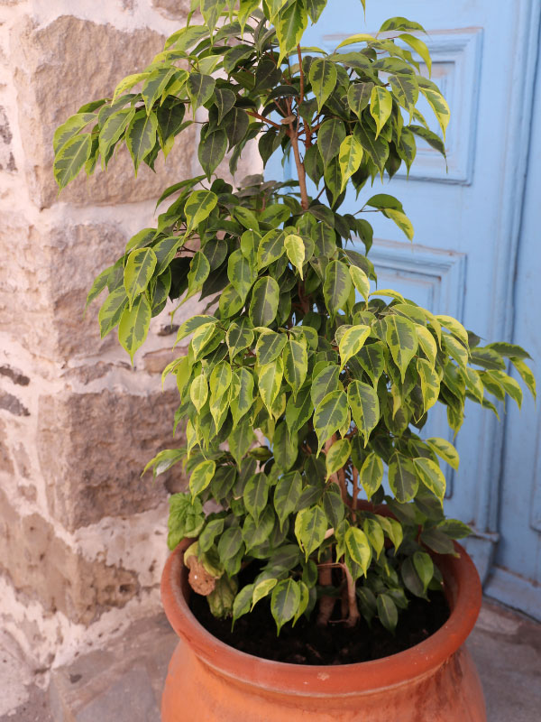 jaspeado-ficus-benjamina-higo-llorón