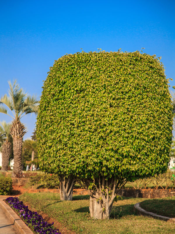 ficus-benjamina-higo-lloron-cuidado