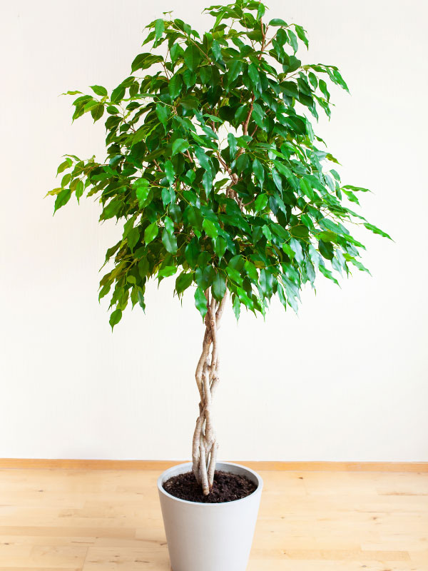 Klappe Forretningsmand Ulv i fåretøj Ficus benjamina: 7 Crucial Care Tips for Weeping Fig