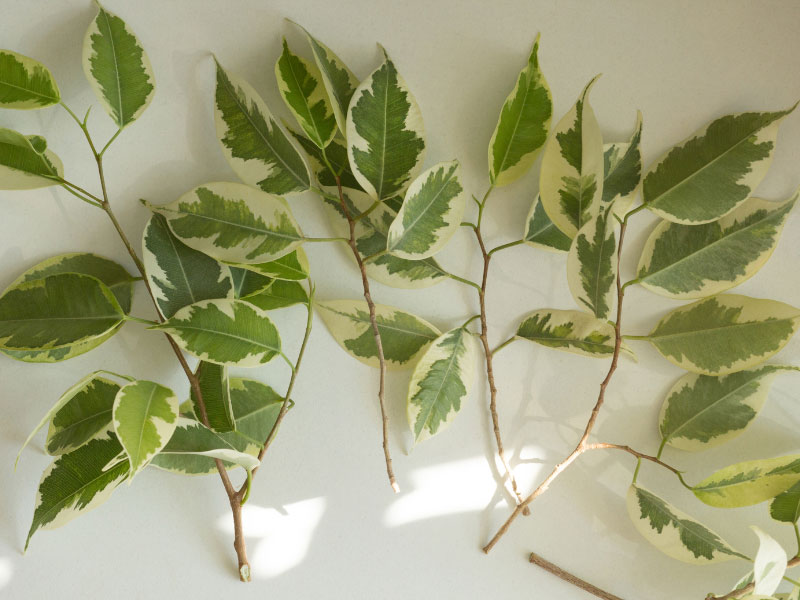 Propagación de Ficus Benjamina