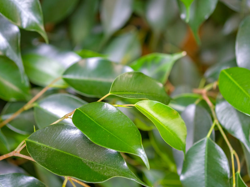 ficus-benjamina-higo-lloron-cuidado