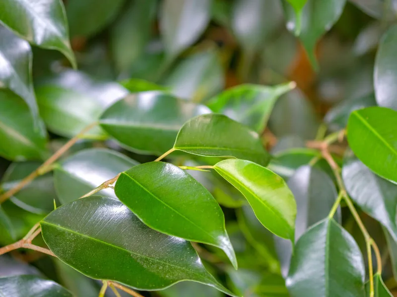 ficus-benjamina-weeping-fig-care