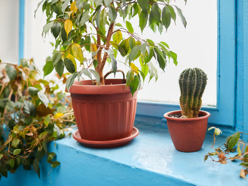 ficus-benjamina-yellow-leaves