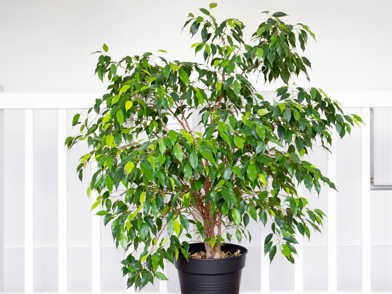 ficus-benjamina-weeping-fig-care