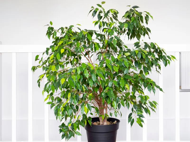 ficus-benjamina-higo-lloron-cuidado