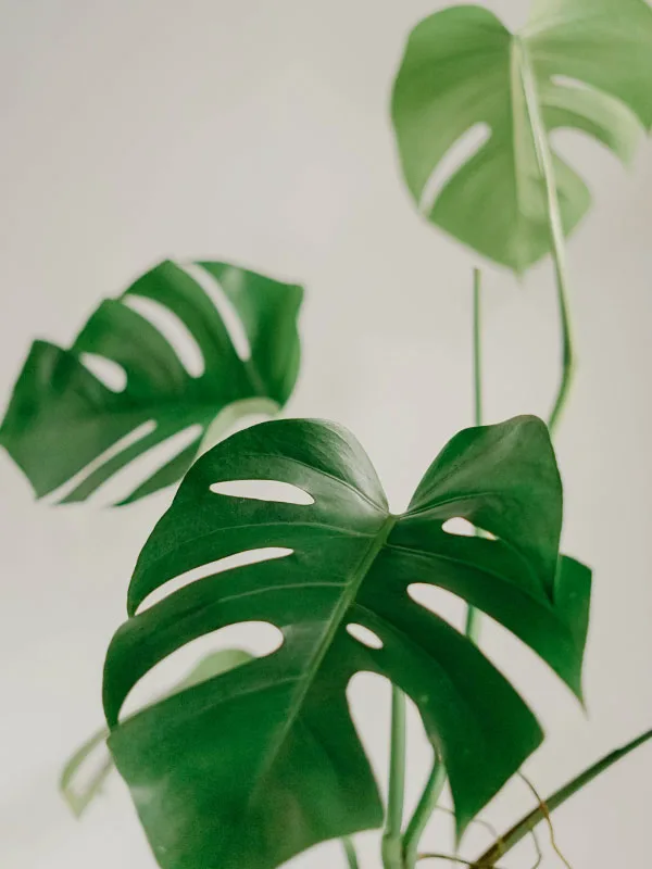 monstera-has-only-one-stem