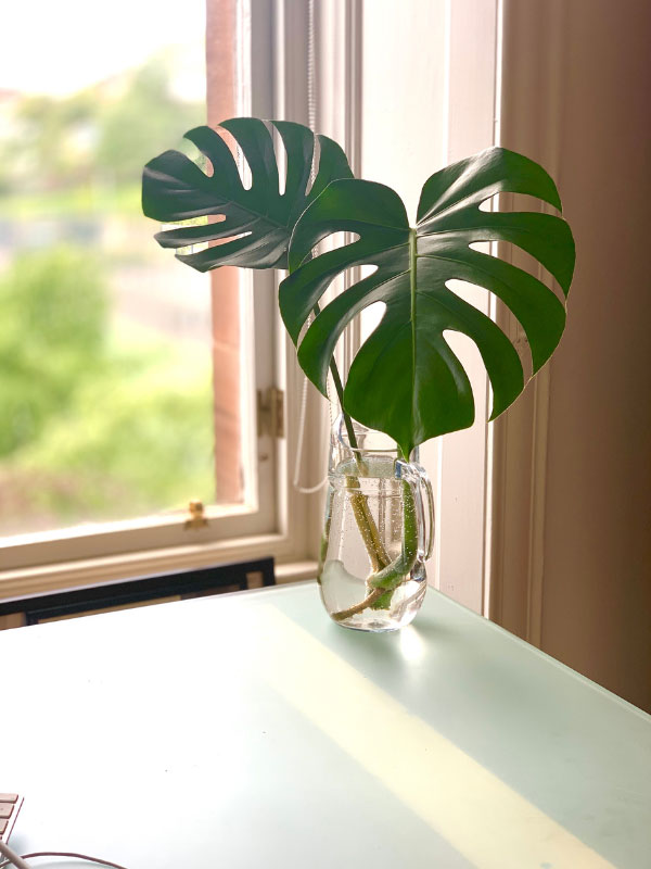 monstera-has-only-one-stem