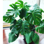 Monstera Has Only One Stem: 3 Important Things to Know monstera-one-stem-1200x1200