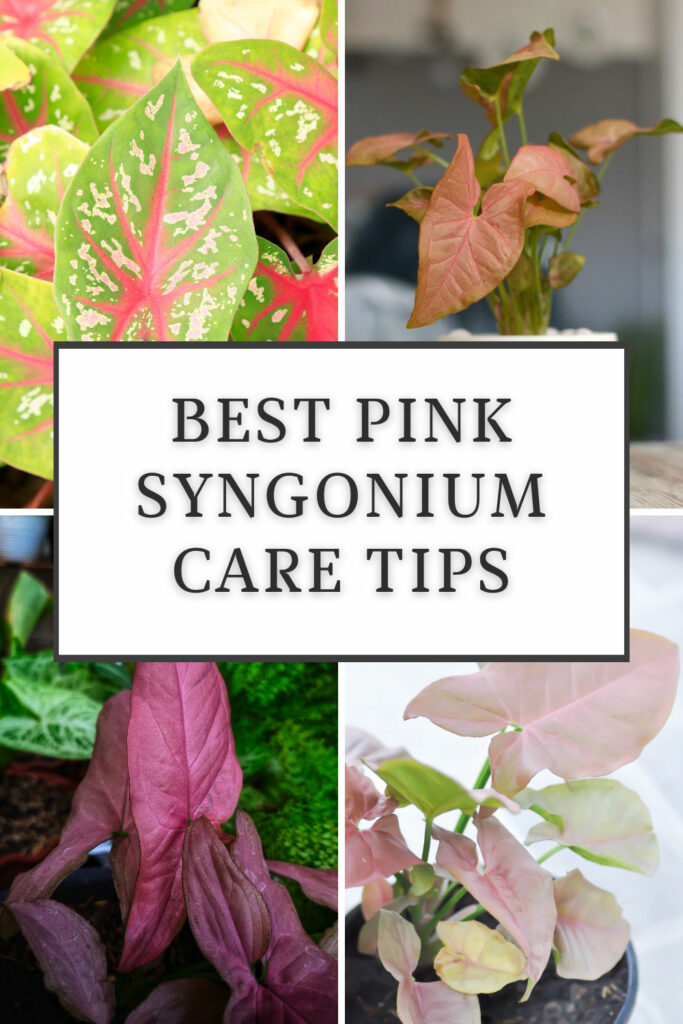 pink-syngonium