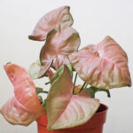 Pink Syngonium Ultimate Care Guide: 7 Best Tips pink-syngonium-1200x1200