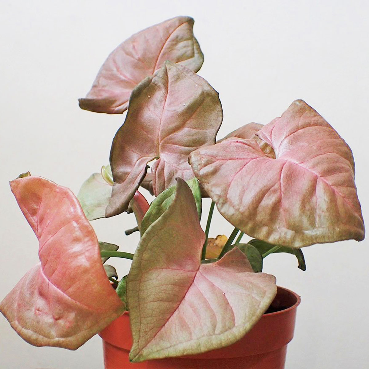 syngonium variegata pink Syngonium 'Pink Lava' *Grower's Choice* main image 1
