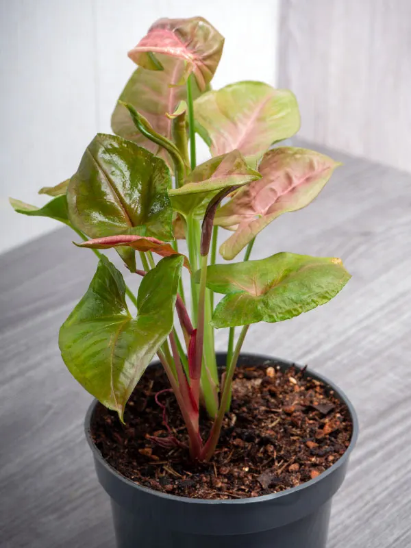 Pink Syngonium Ultimate Care Best Tips