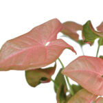 Pink Syngonium Ultimate Care Guide: 7 Best Tips pink-syngonium