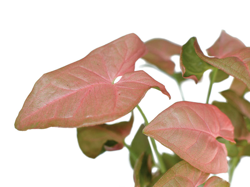 pink-syngonium