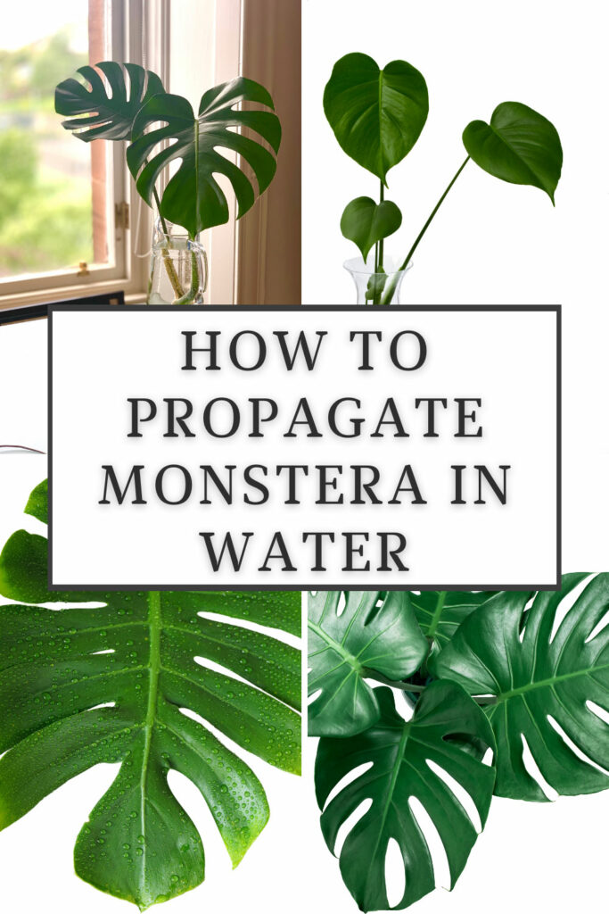 propagate-monstera-in-water-1