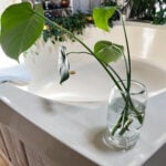 How to Propagate Monstera in Water: 3 Easy Steps (w/ photos) propagate-monstera-in-water