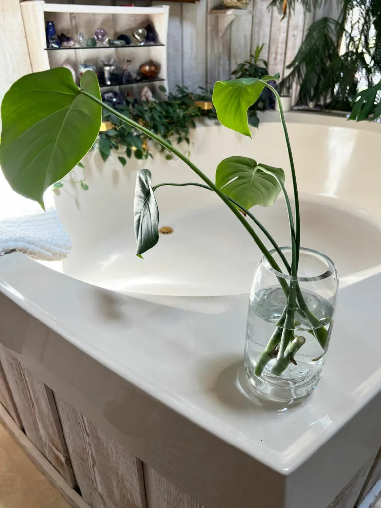 propagate-monstera-in-water