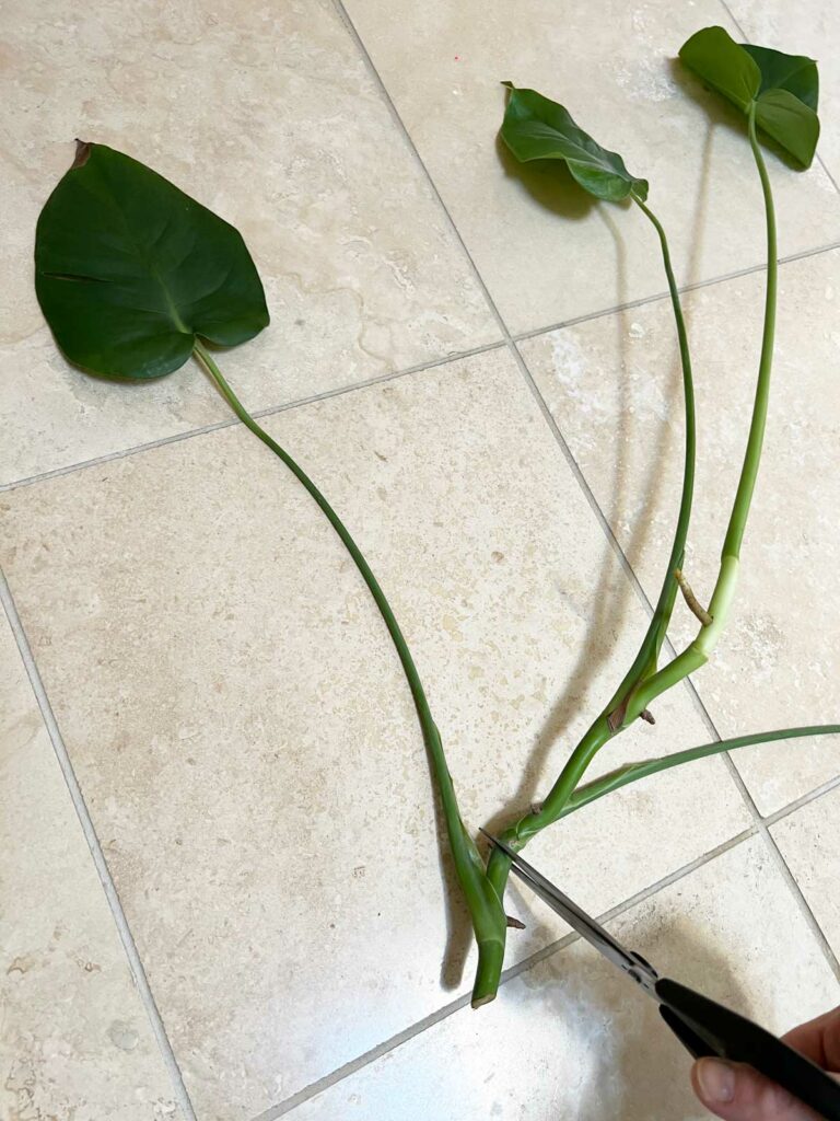 propagate-monstera-in-water