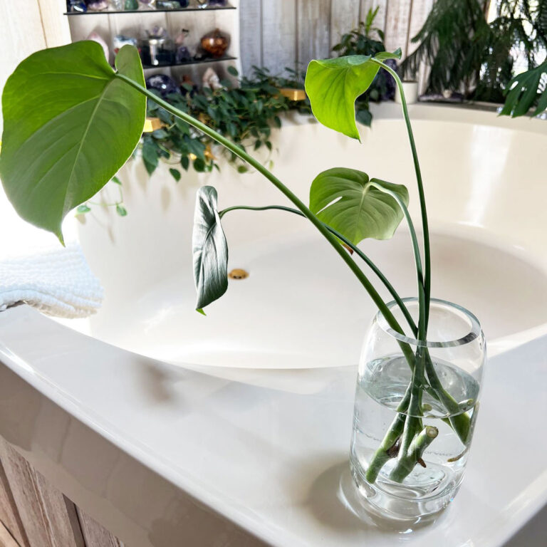 How to Propagate Monstera in Water: 3 Easy Steps (w/ photos)
