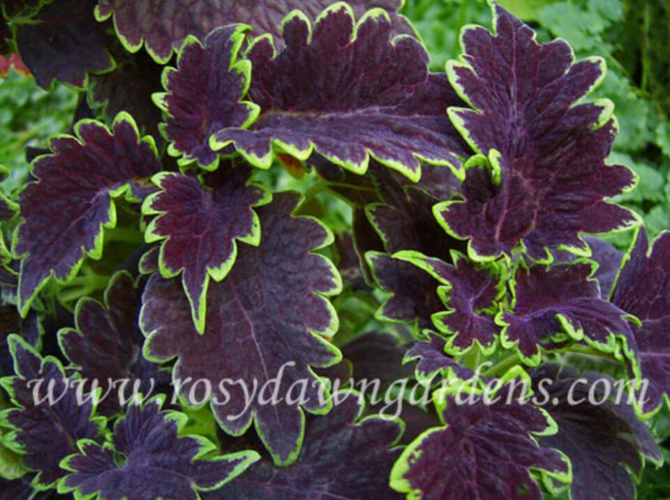 dark purple purple coleus plant